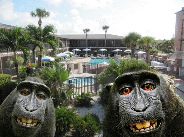 FLORIDA TIMESHARE COMPANY ACCUSED OF MONKEY BUSINESS BY BRITISH ZOO OWNER
